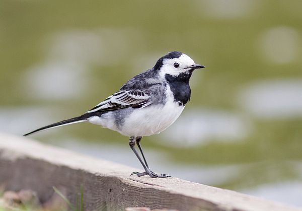 A Pied Wagtail.