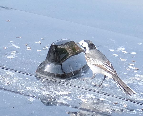 Wonky the Wagtail.