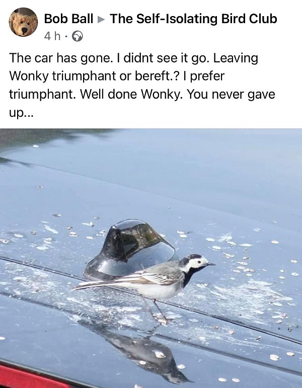 The Pied Wagtail on the roof of the car. With all its poo!