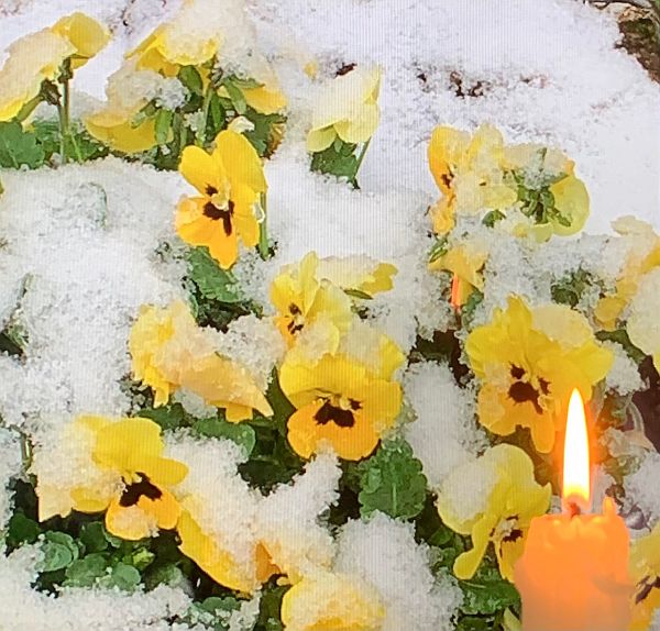 A candle lit for Diddley amongst some snow covered yellow pansies.