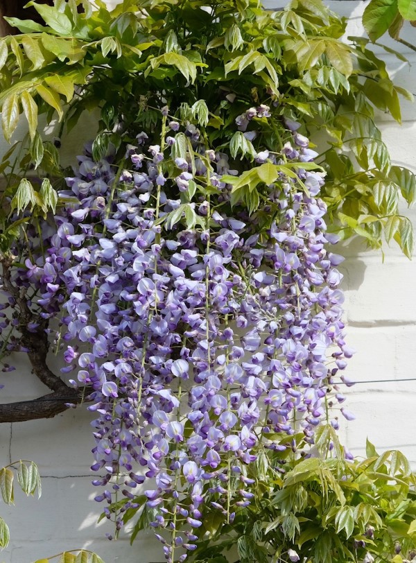 Wisteria