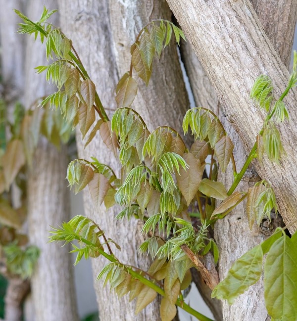Wisteria