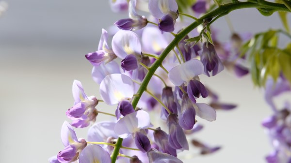 Wisteria