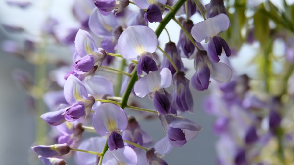 Wisteria