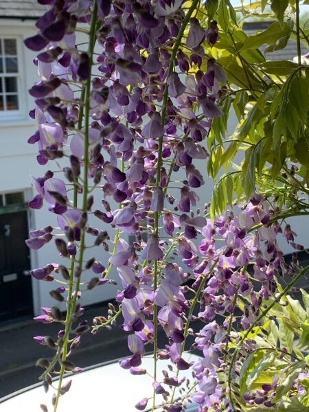 Wisteria