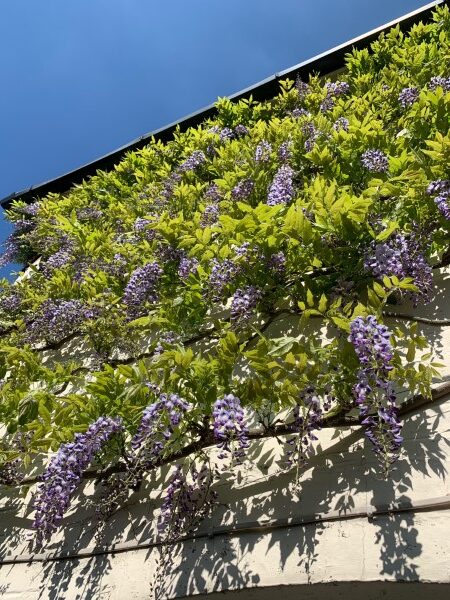 Wisteria