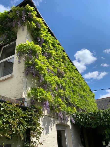 Wisteria