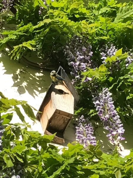 Wisteria