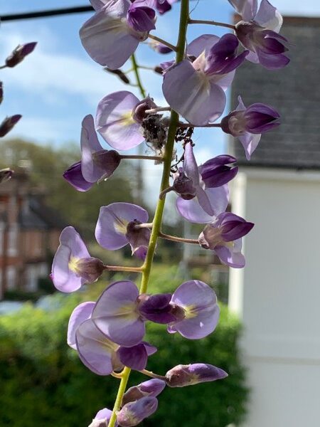 Wisteria