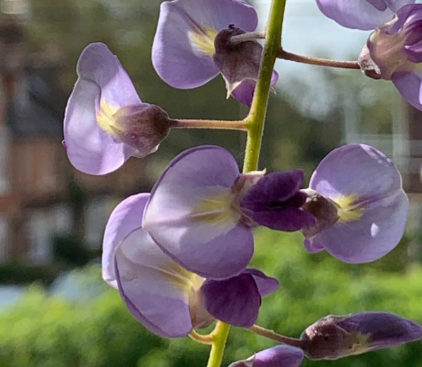 Wisteria