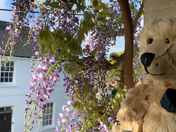 Wisteria