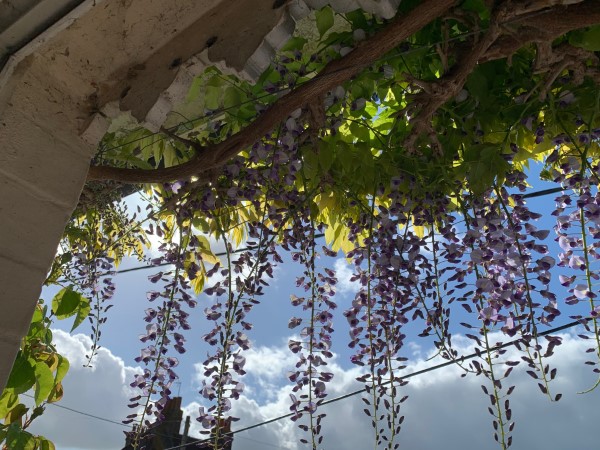 Wisteria