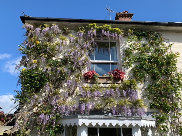 Wisteria