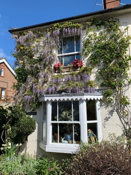 Wisteria