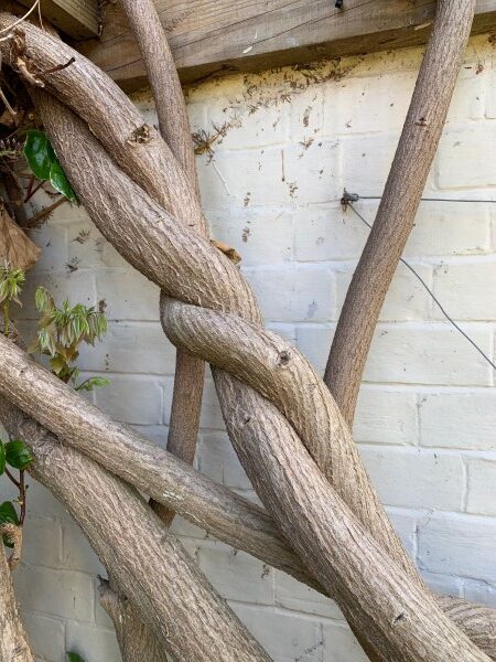 Wisteria