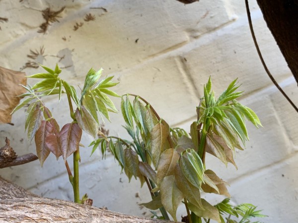 Wisteria
