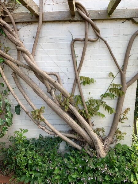 Wisteria