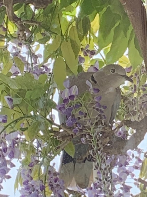 Wisteria and Collared Dove