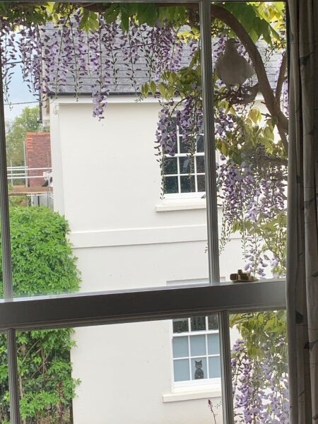 Wisteria and Collared Dove