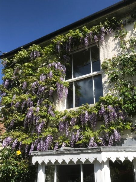 Wisteria