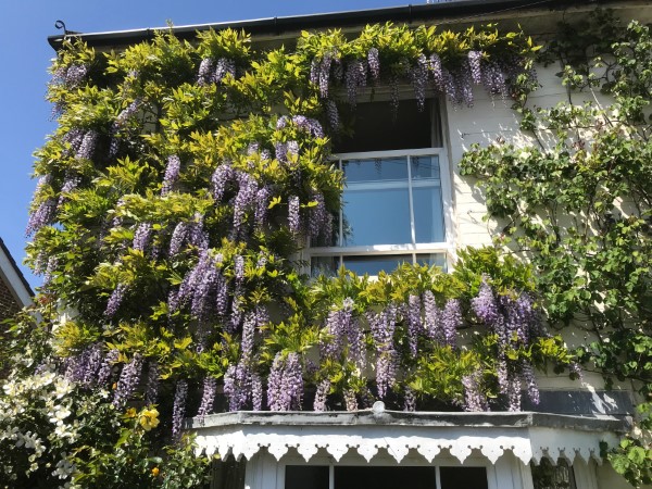 Wisteria