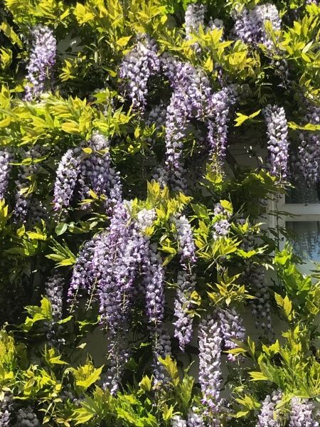 Wisteria