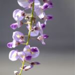 Wisteria in bloom.