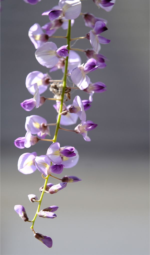 Wisteria in bloom.