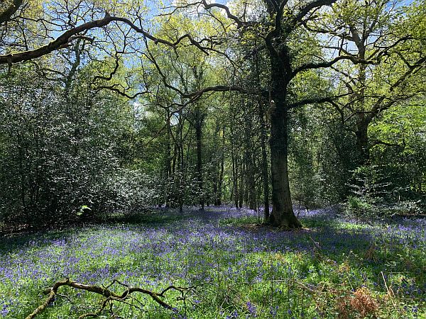 Trees with a bluebell carpet.