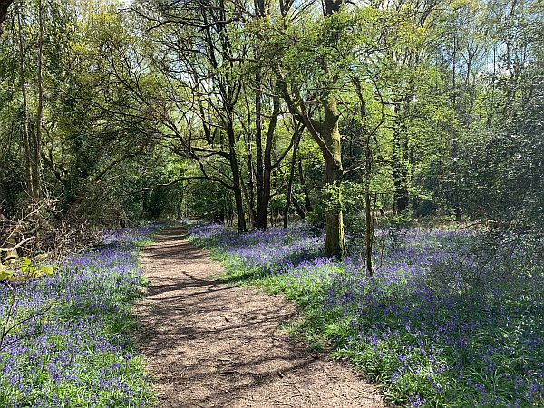 Footpath meandering through the trees with a bluebell carpet either side.