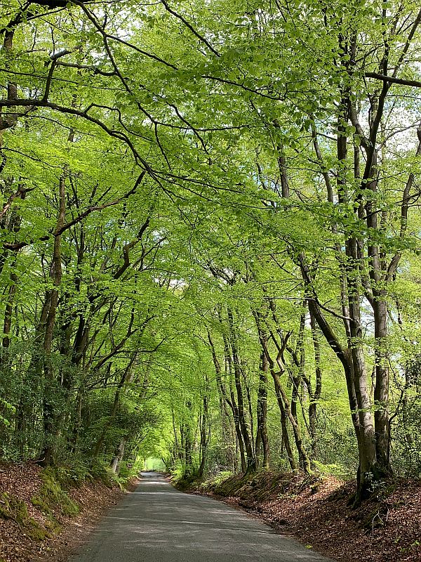 Tree lined road meandering down hill.