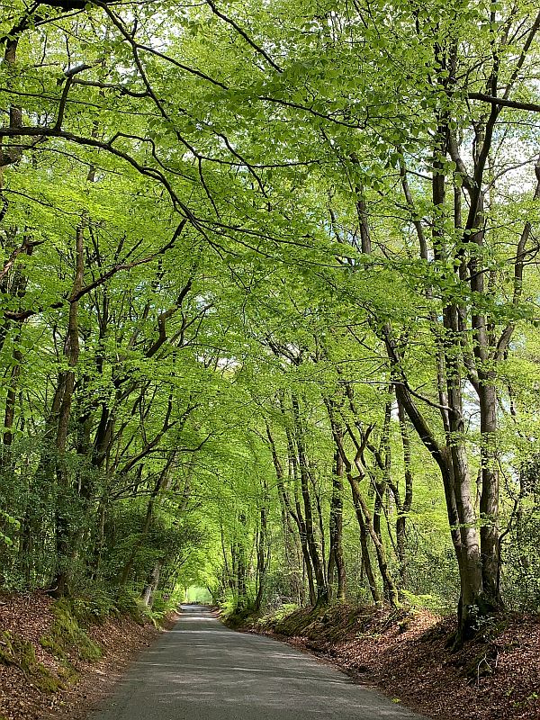 Tree lined road meandering down hill.