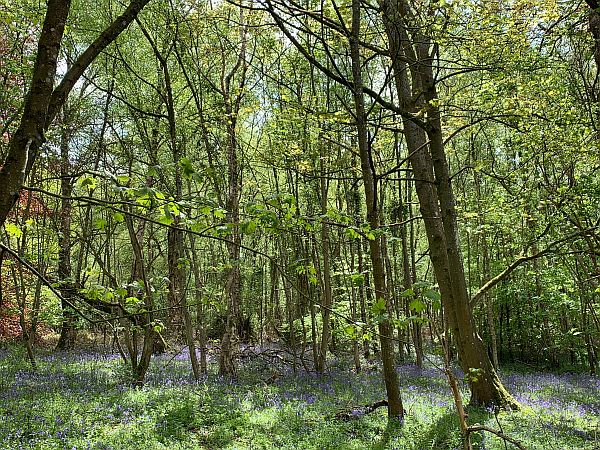 Tall, leafy trees amidst a carpet of Bluebells.