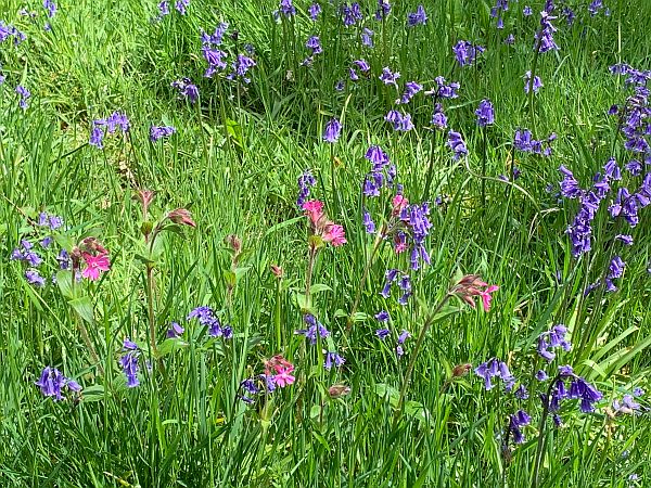 Dusky pink and blue wild flowers.