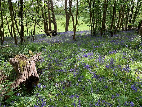 Carpet of Bluebells with a line of trees in the distance and a felled stump in the foreground.