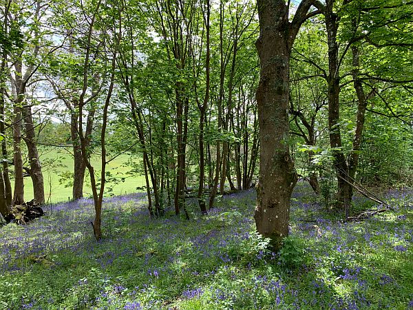 Trees in a carpet of Bluebells.