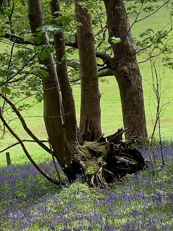 A gnarly tree root in a carpet of Bluebells.