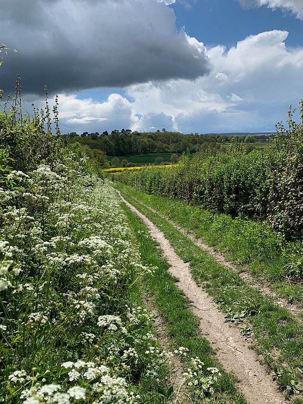 A track hedged on both sides under a foreboding sky.