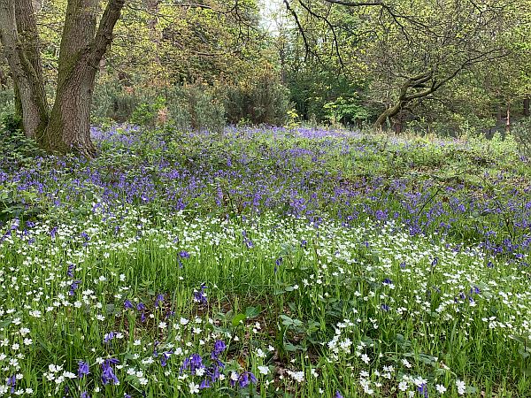 A carpet of Bluebells and Daisies.