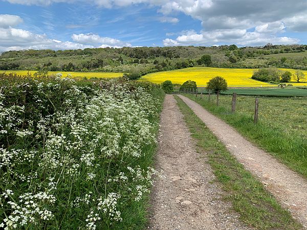 Farm track leading to a field of Rape.
