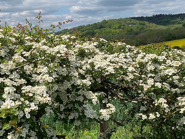 White flowering hedgerow.