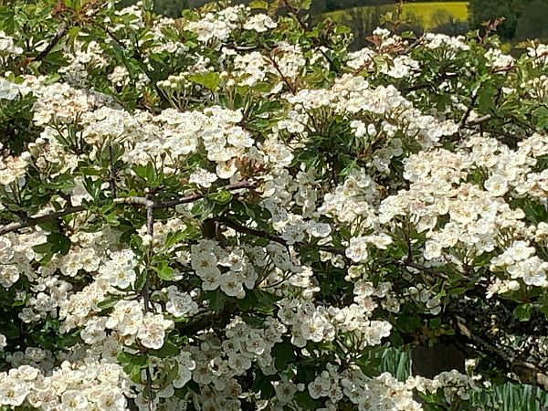 White flowering hedgerow.