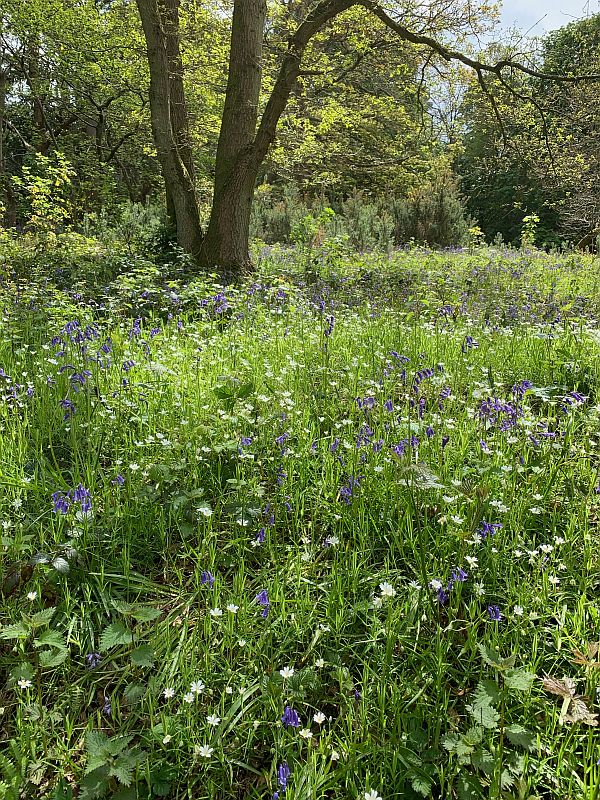 Blue and White flowers creating a wildflower meadow.