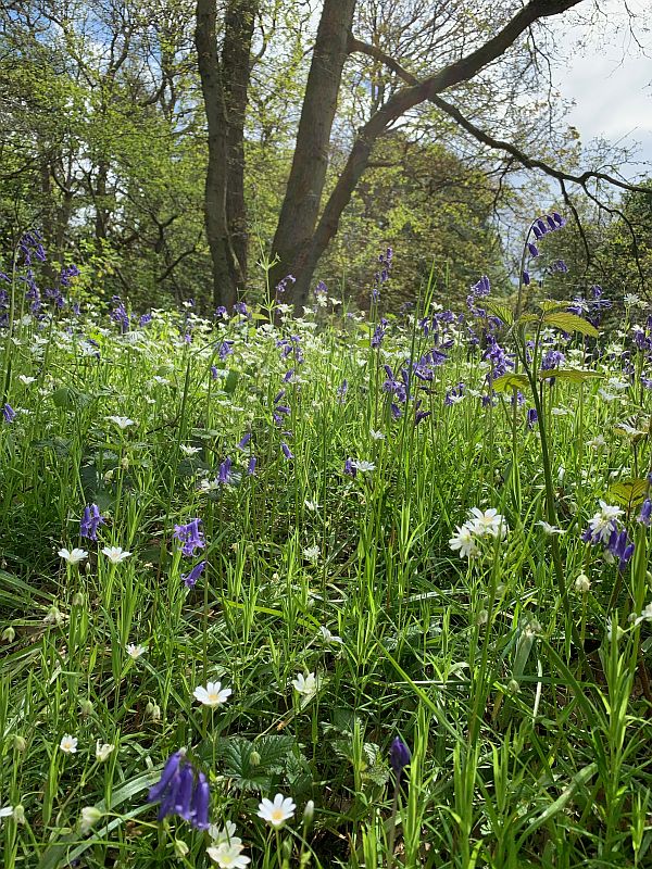 Close up of Bluebells and Daisies.