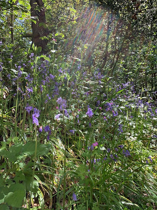 Light streaming through the trees onto the Bluebells and Daisies.