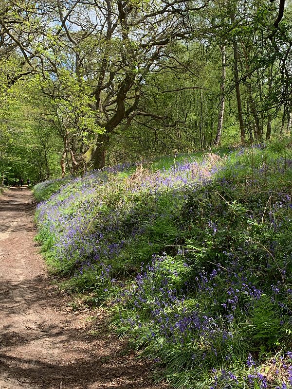 Track edged by Bluebells and Ferns.