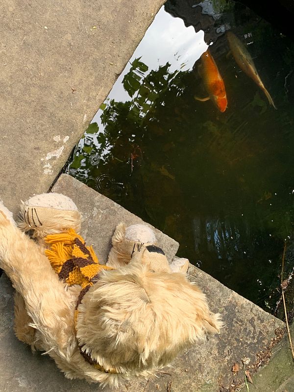 Bertie looking at a Koy Carp in the fish pond at 31 Fournier Street.