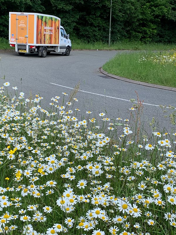 Moon Daisies along the A24 in Surrey