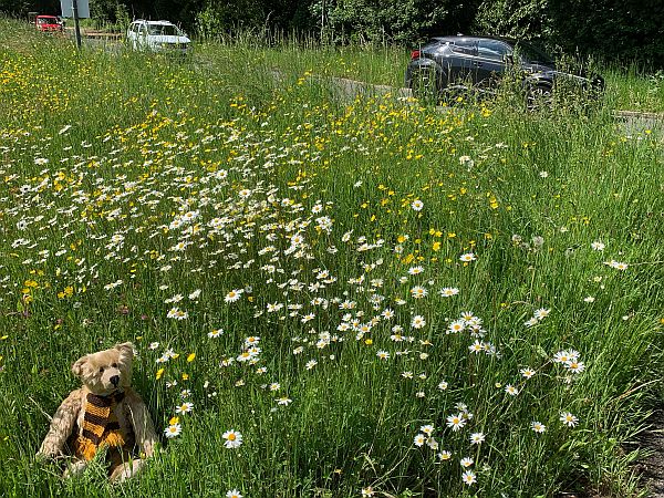 Moon Daisies along the A24 in Surrey