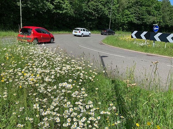 Moon Daisies along the A24 in Surrey